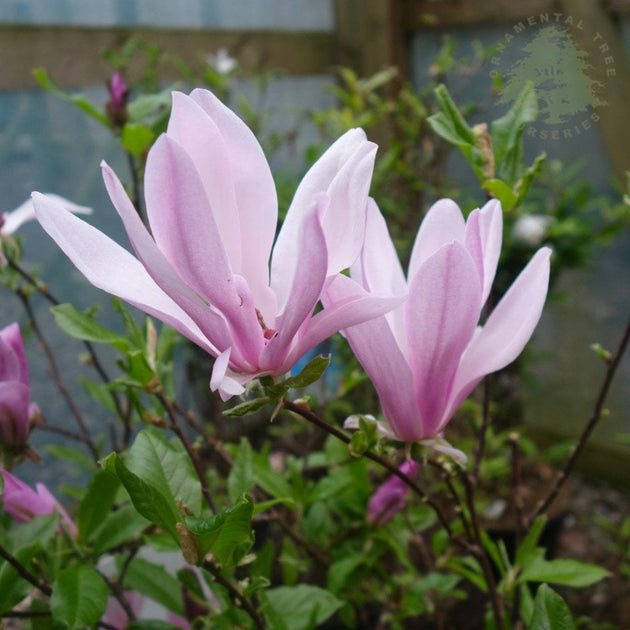 Magnolia 'George Henry Kern' pink flowers