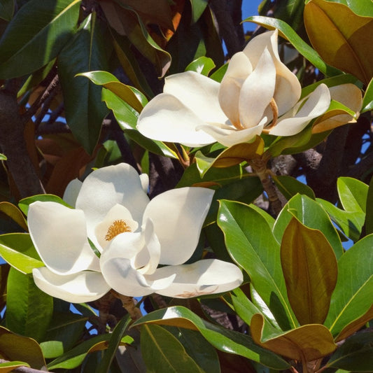 Magnolia grandiflora