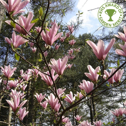 Magnolia 'Heaven Scent' tree