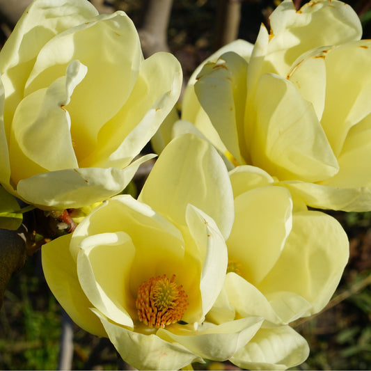 Magnolia Honey Tulip flowers