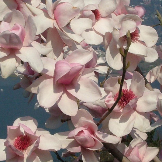 Magnolia 'Iolanthe' tree