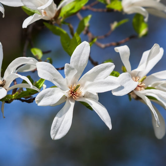 Magnolia kobus