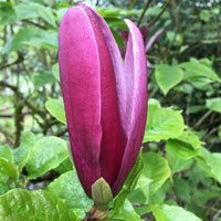 Magnolia liliiflora Nigra bud