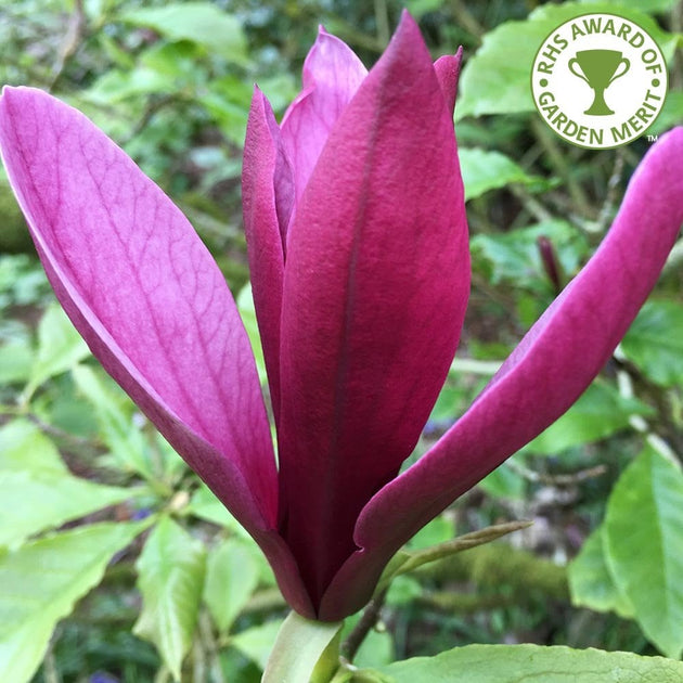 Magnolia liliiflora 'Nigra' 