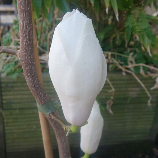 Magnolia 'Manchu Fan'