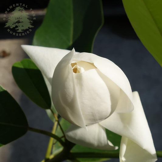 Magnolia 'Porcelain Dove'