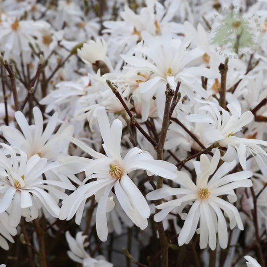 Magnolia stellata