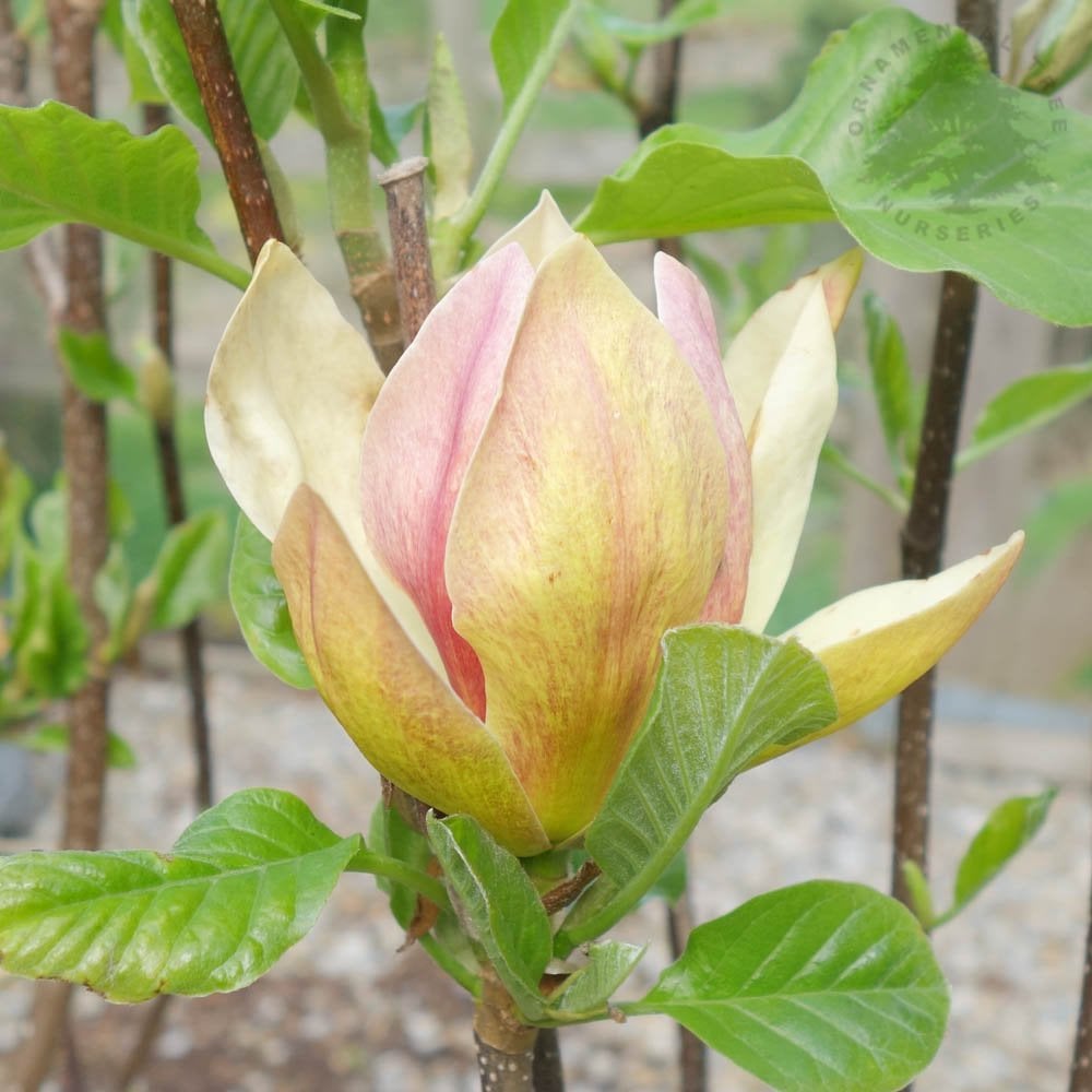 Magnolia 'Sunsation' flower