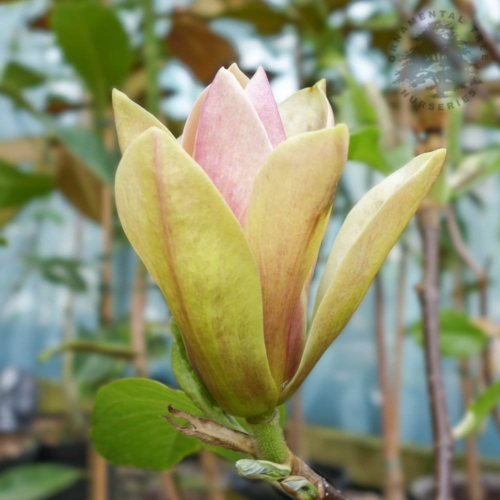 Magnolia 'Sunsation'