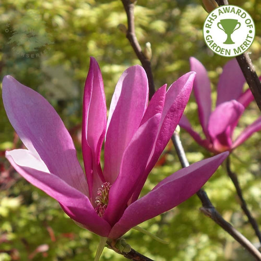 Magnolia 'Susan' tree