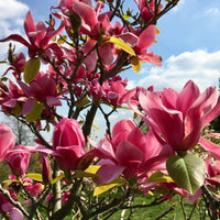 Magnolia 'Vulcan' tree