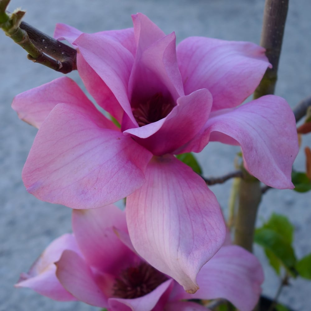 Purple Magnolia flower