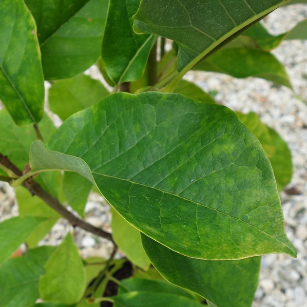 Magnolia 'Vulcan' tree