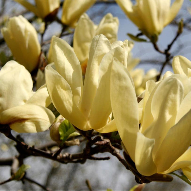 Magnolia x brooklynensis 'Elizabeth' tree