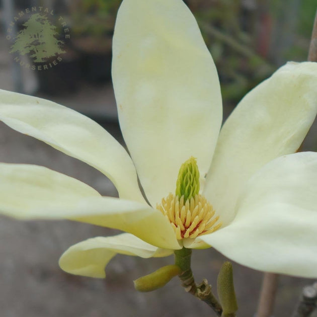 Yellow flower of Magnolia 'Elizabeth'