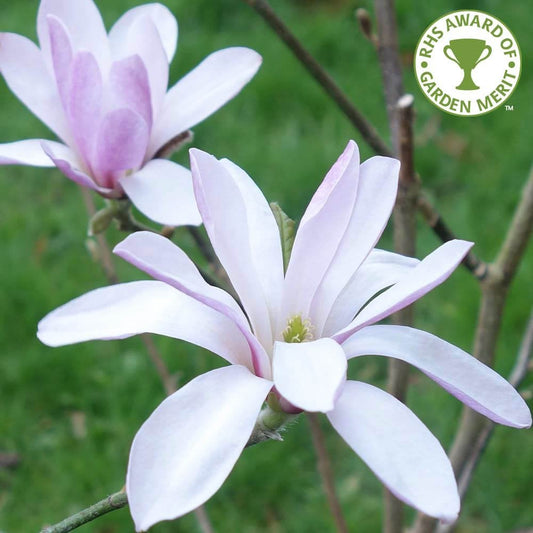 Magnolia x loebneri 'Leonard Messel'