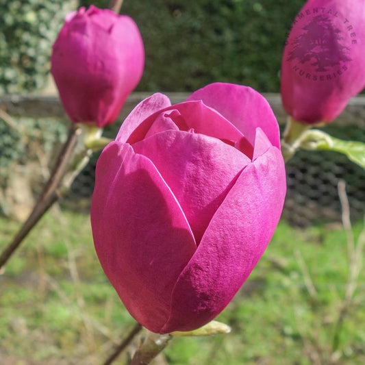 Magnolia x soulangeana 'Black Tulip'