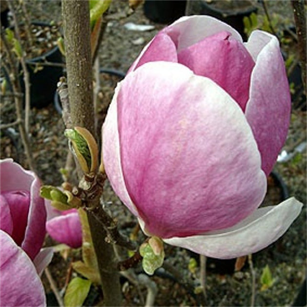 Magnolia x soulangeana 'Lennei' tree