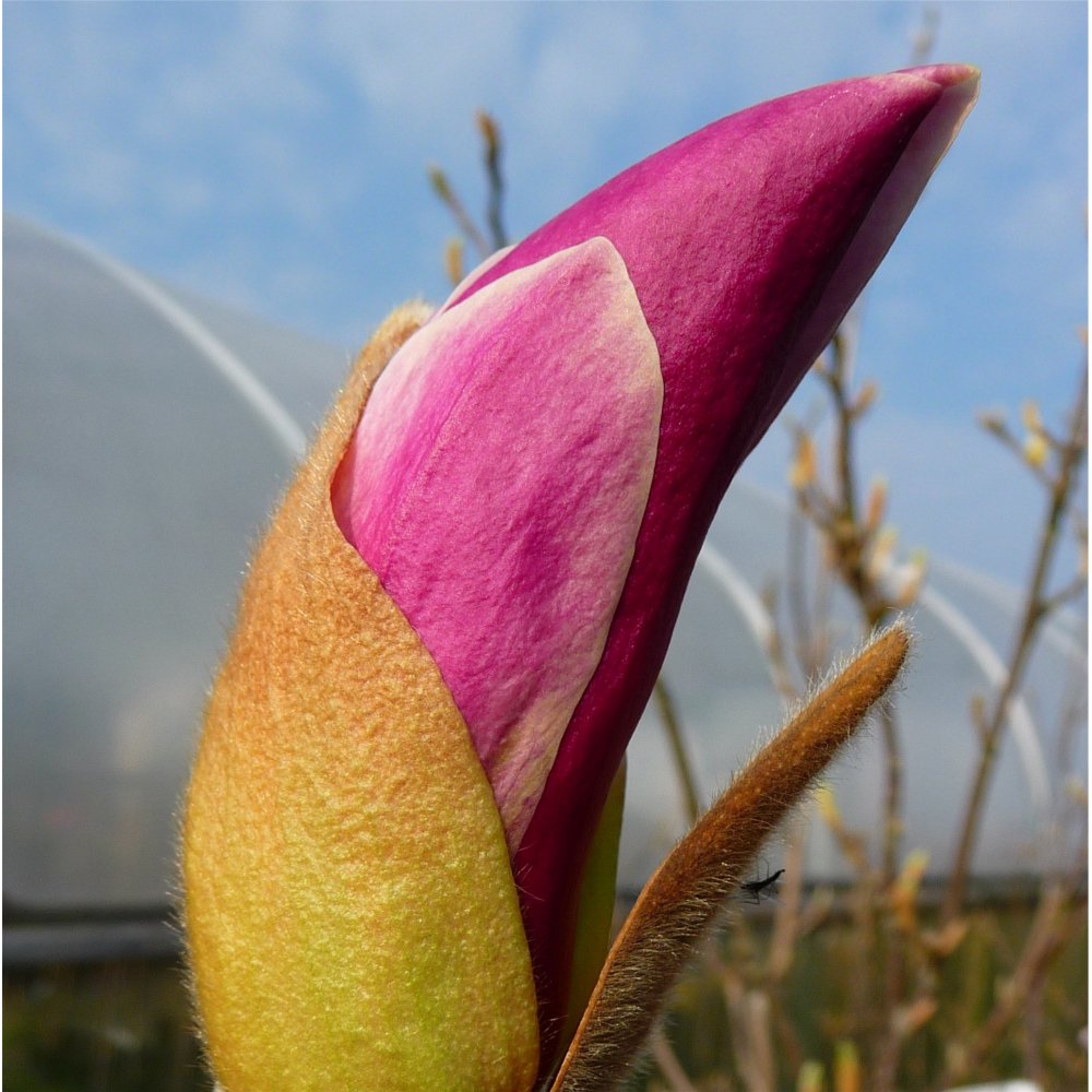 Magnolia 'Lennei' Pink Tulip Magnolia bud