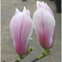 Magnolia x soulangeana 'Picture' tree