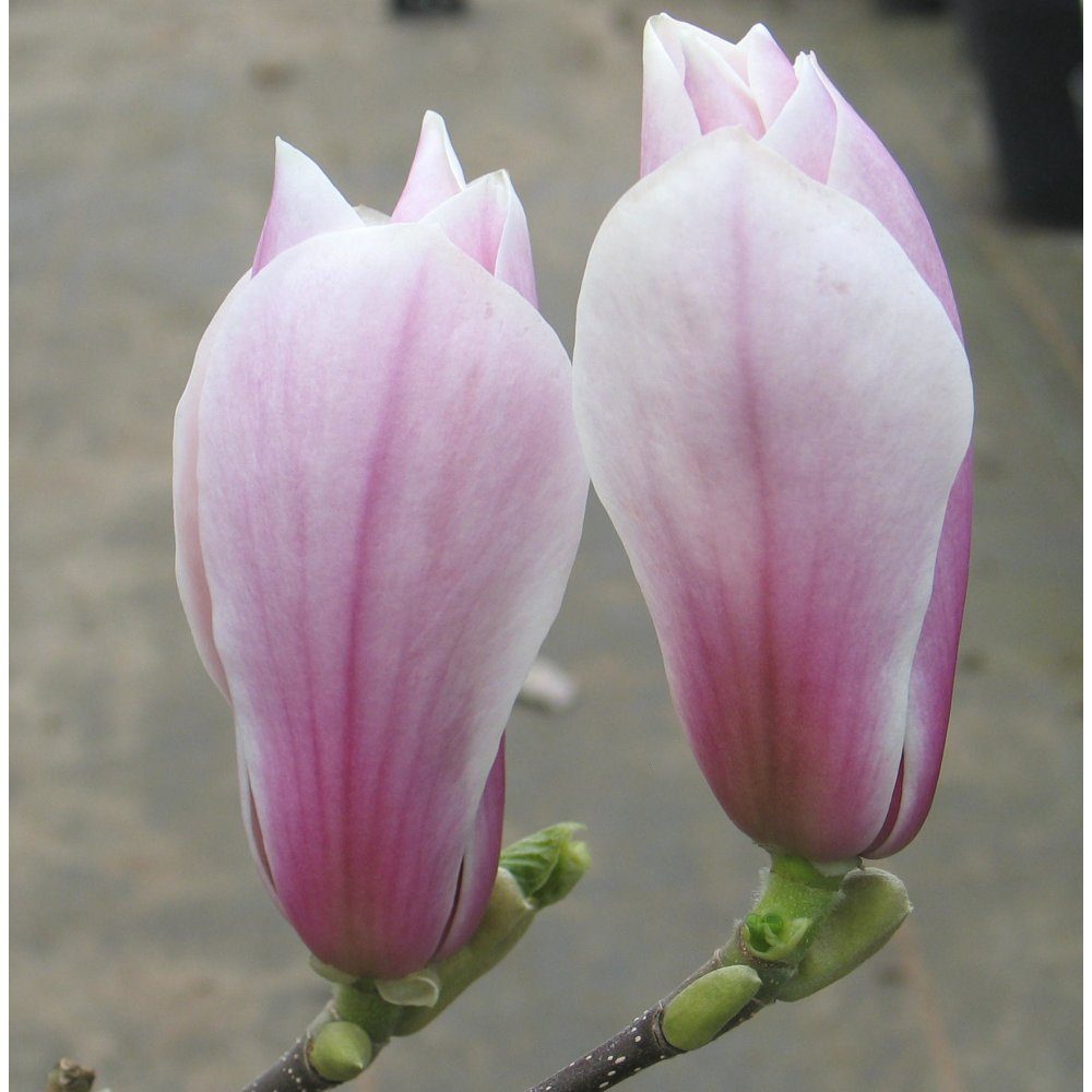 Magnolia x soulangeana 'Picture' tree