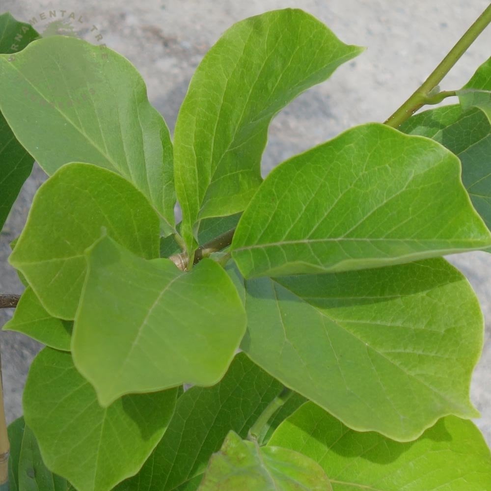 Magnolia x soulangeana 'Picture' leaves