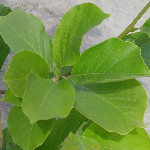 Magnolia x soulangeana 'Picture' leaves