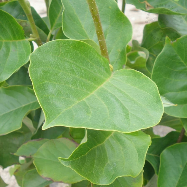 Magnolia x soulangeana 'Satisfaction' foliage