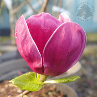 Magnolia x soulangeana 'Satisfaction'