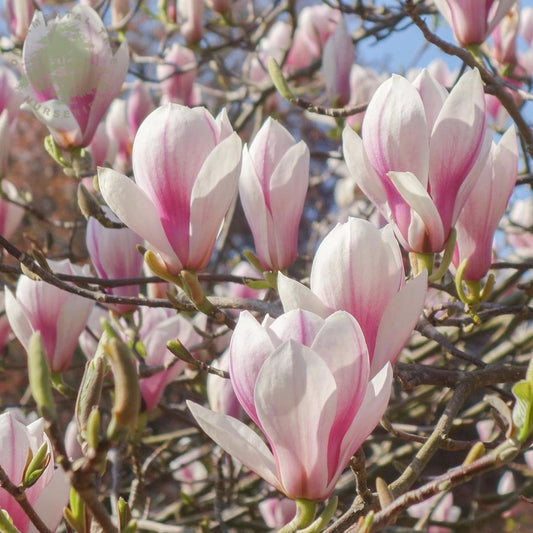 Magnolia x soulangeana tree