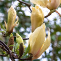 Magnolia 'Yellow Lantern'