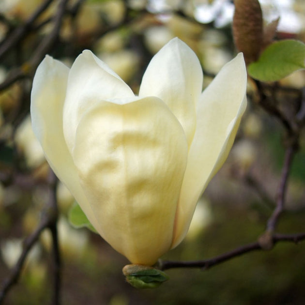 Magnolia 'Yellow Lantern'