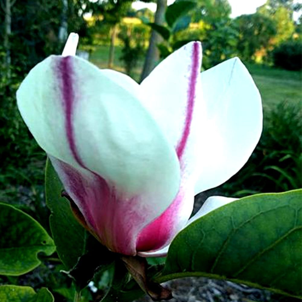 Magnolia Zofia® tree