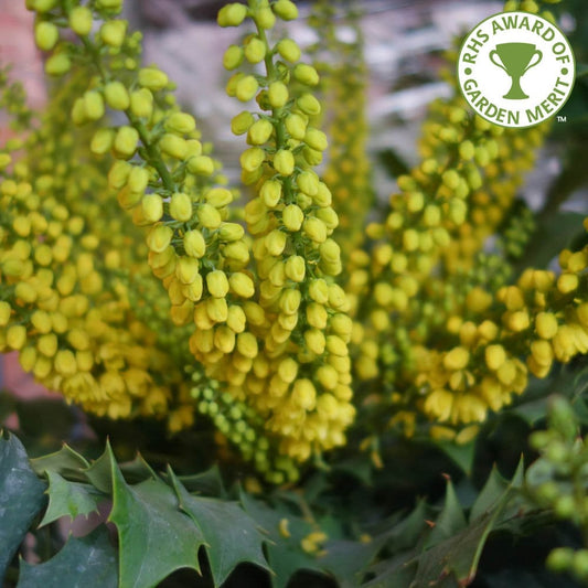 Mahonia × media 'Winter Sun' 