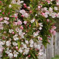 Malus 'Admiration' upright crab apple tree