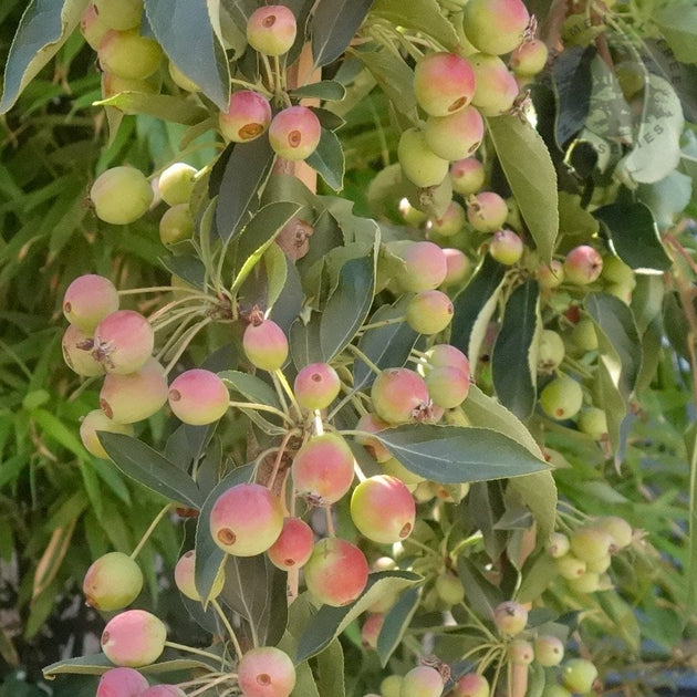 Malus Admiration crab apples