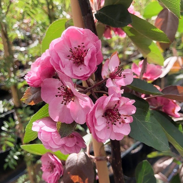 Malus Brandywine crab apple blossom