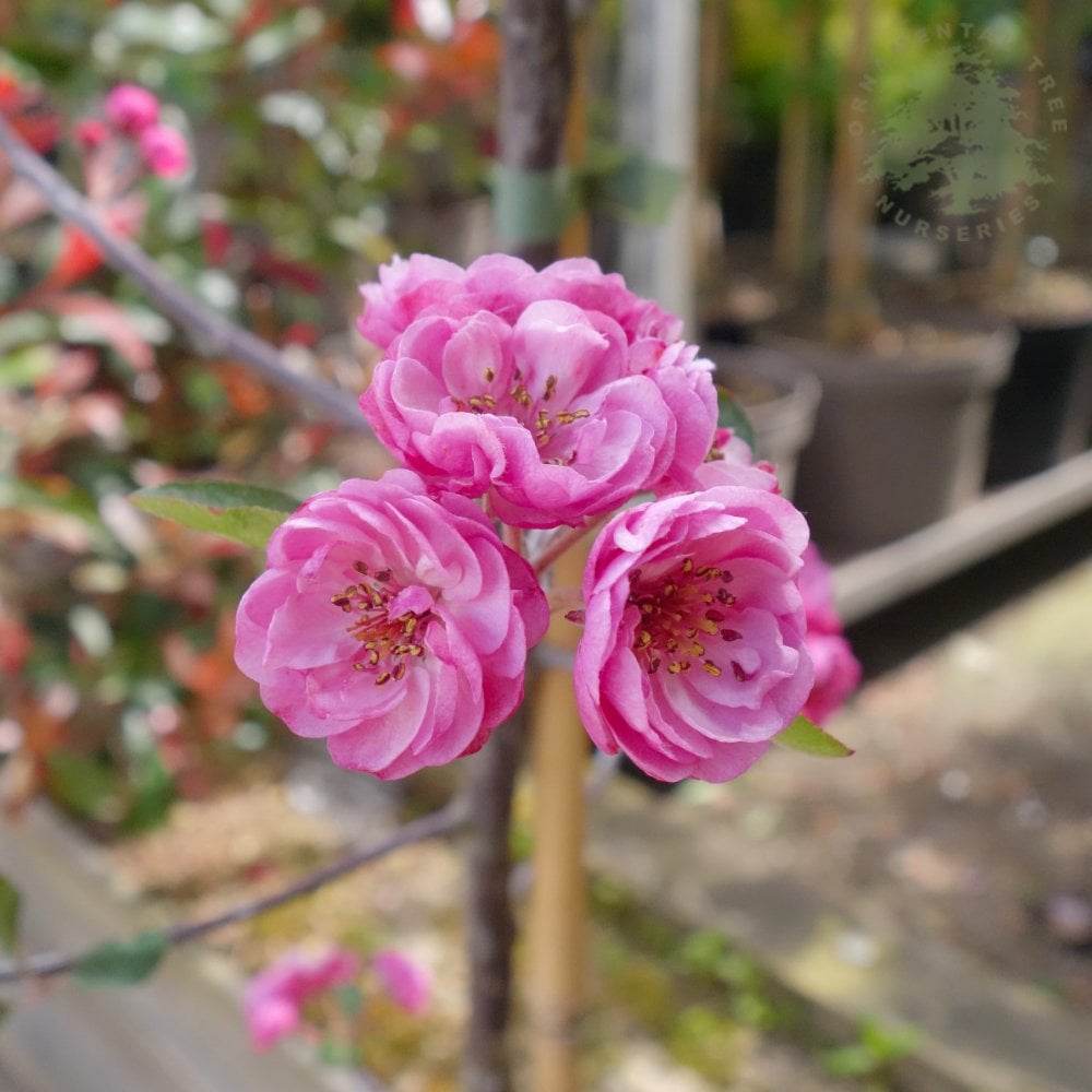 Malus Brandywine pink flowers