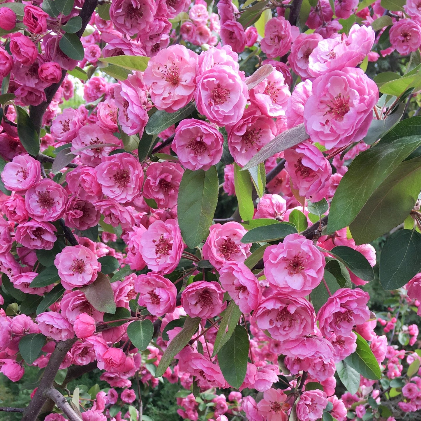 Malus Brandywine Crab Apple tree