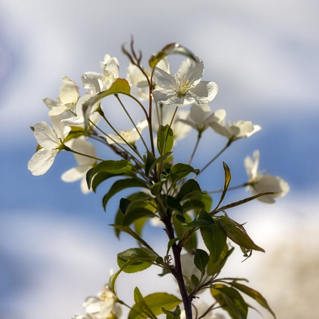 Crab Apple 'Wedding Bouquet' flowers