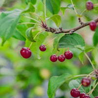 Malus brevipes 'Wedding Bouquet' crab apple fruits