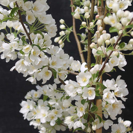 Malus Wedding Bouquet Crab Apple tree