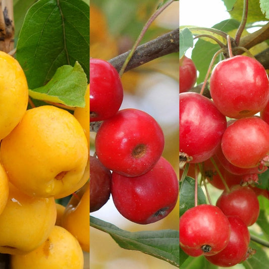 Crab Apple trees Bundle