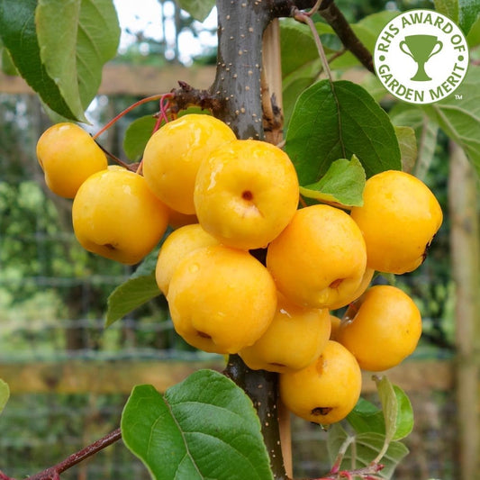 Malus Butterball crab apple tree