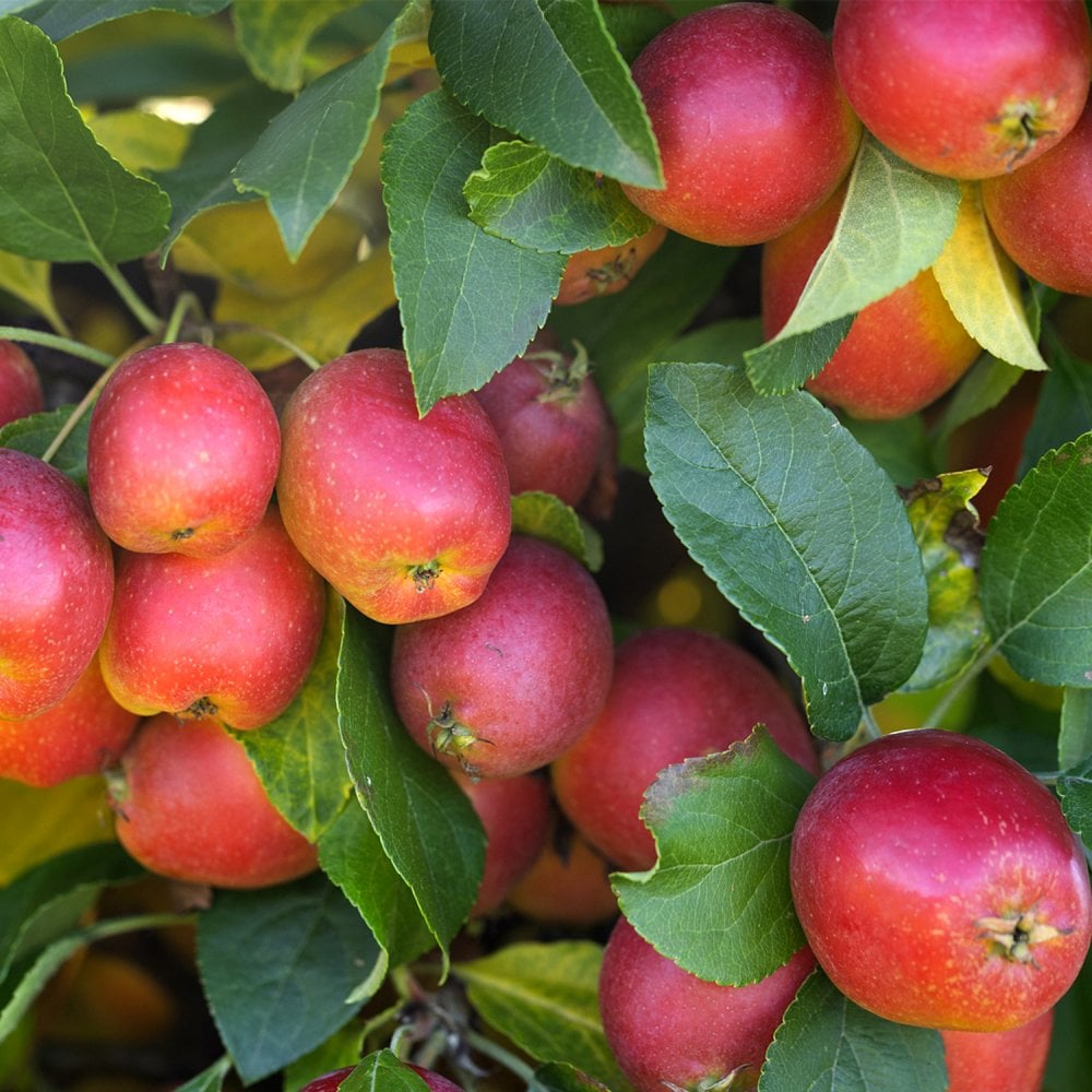 Malus Celebration crab apple tree