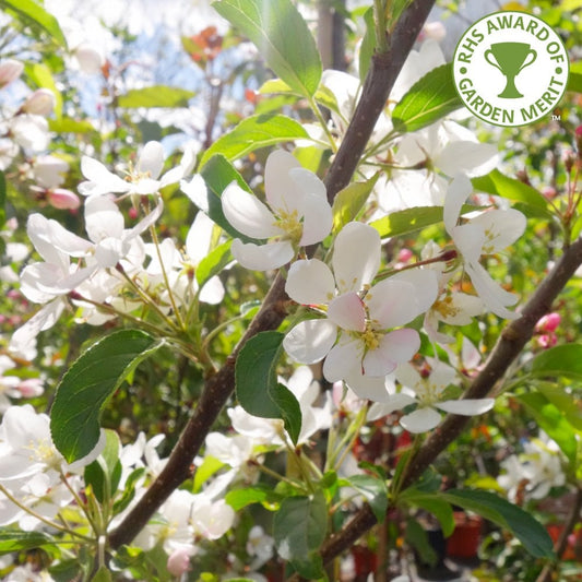 Malus Comtesse de Paris flowers