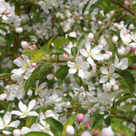 Malus Comtesse de Paris Crab Apple