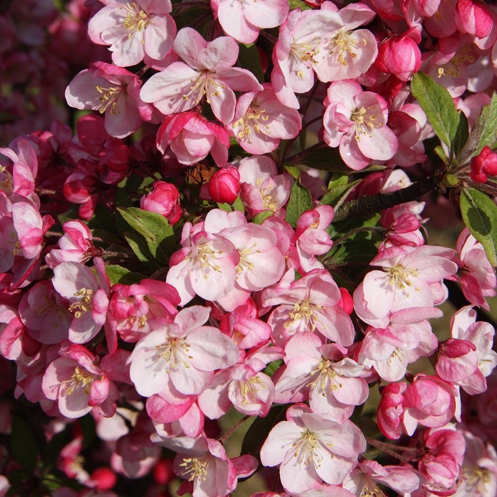 Malus 'Coralburst' Crab Apple