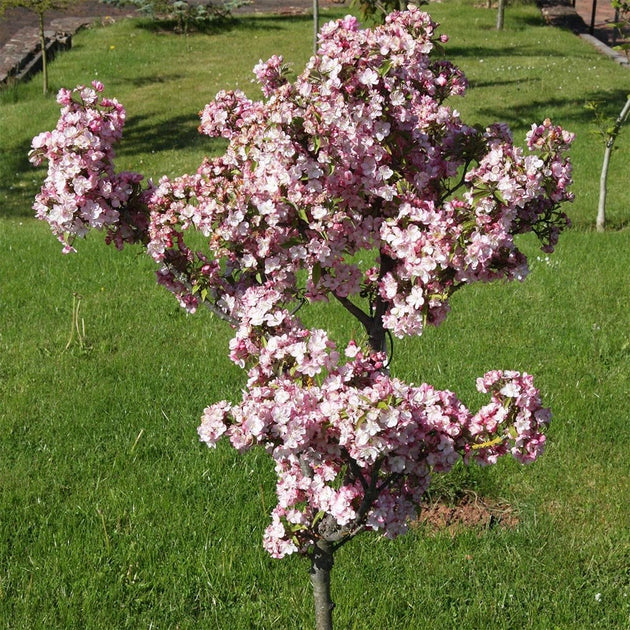 Malus 'Coralburst' Crab Apple tree in garden