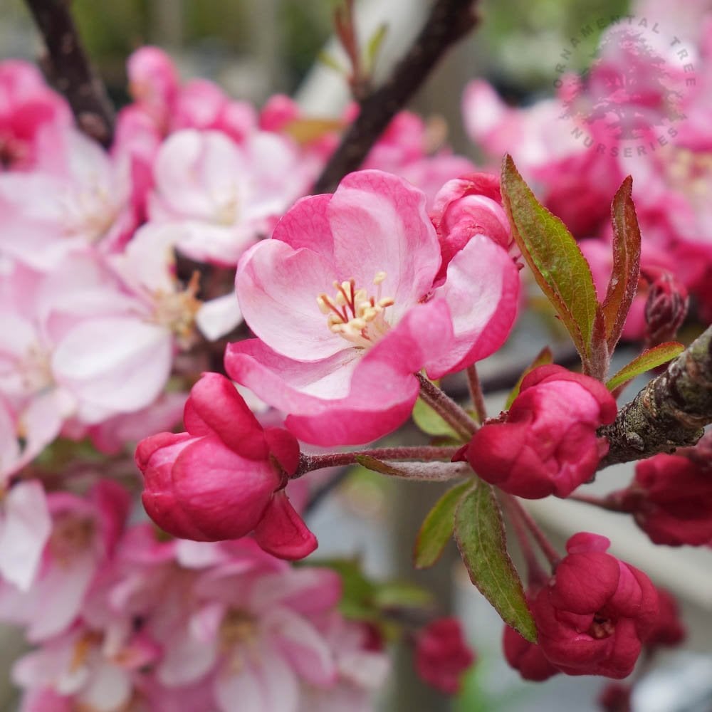 Malus Coralburst | Dwarf Pink Flowering Crab Apple | Ornamental Trees